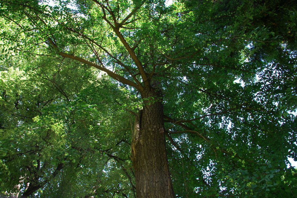 Orto Botanico_145.JPG - GINKO BILOVA